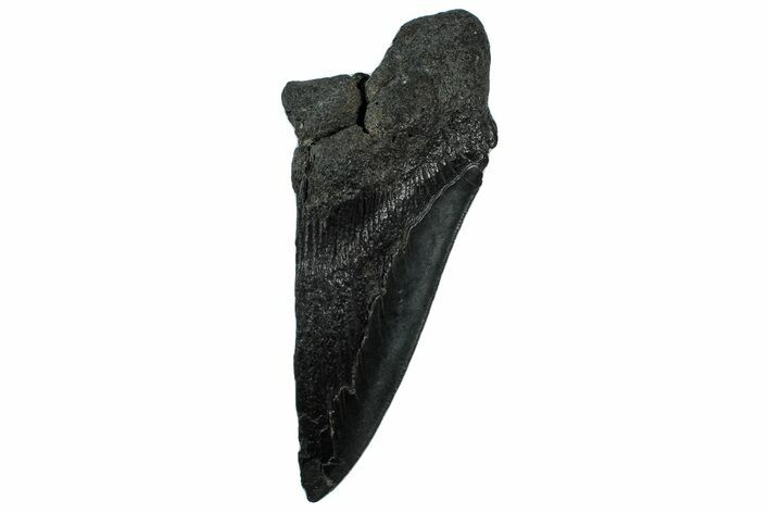 Partial Fossil Megalodon Tooth - Serrated Edge #300128